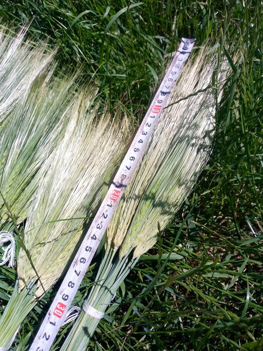 Колоски пшениці, букет пшениці, ячмінь