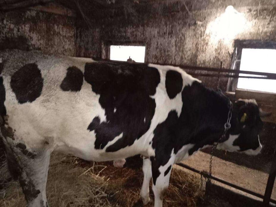 Jałówka cielna, jałówka