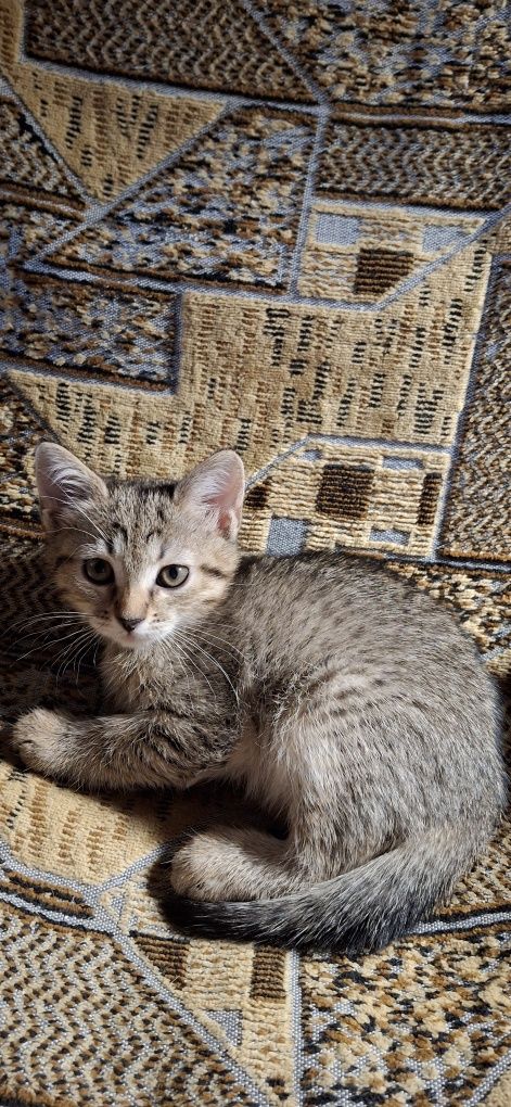 Кошенята безкоштовно в добрі руки.