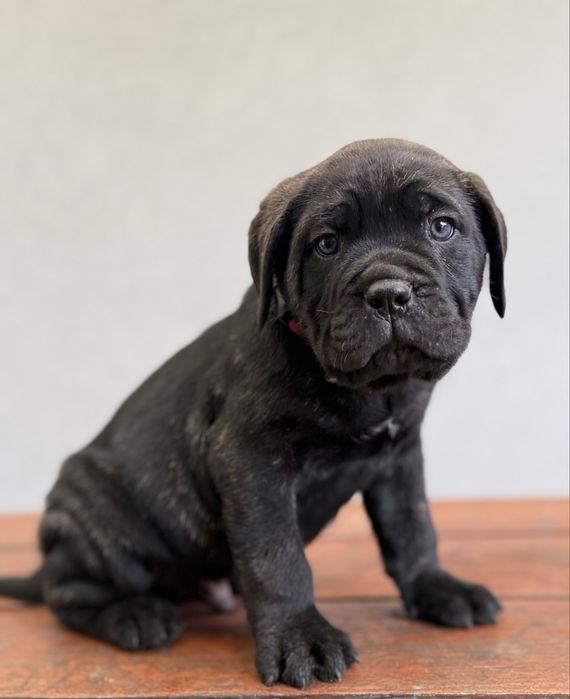 Cane corso samiec z rodowodem