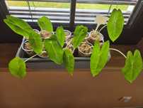 Alocasia longiloba