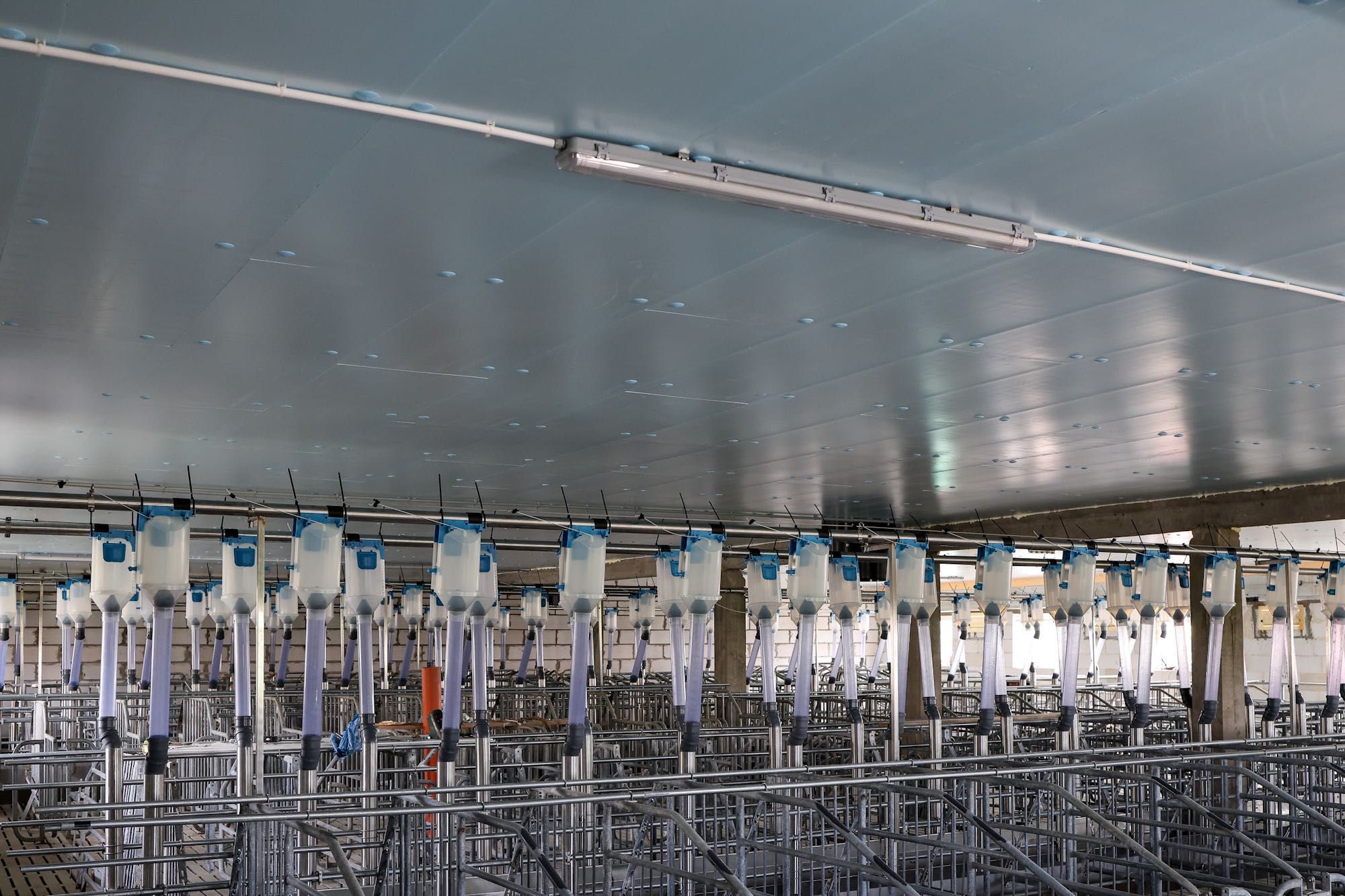 Ocieplenie Izolacja Odchowalni Prosiąt Porodówki Styrodur XPS AGRO