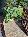 Kwiat domowy Monstera