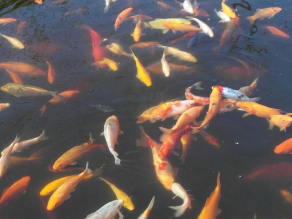 Karp narybek  / kroczek  . Jesiotr  , Lin , Amur .