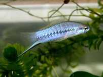 Xiphophorus multilineatus mieczyk
