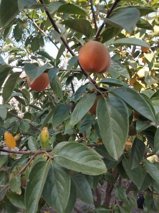 ХУРМА САЖЕНЦЫ.дар софиевки,виргинская .киви)гранат,инжир