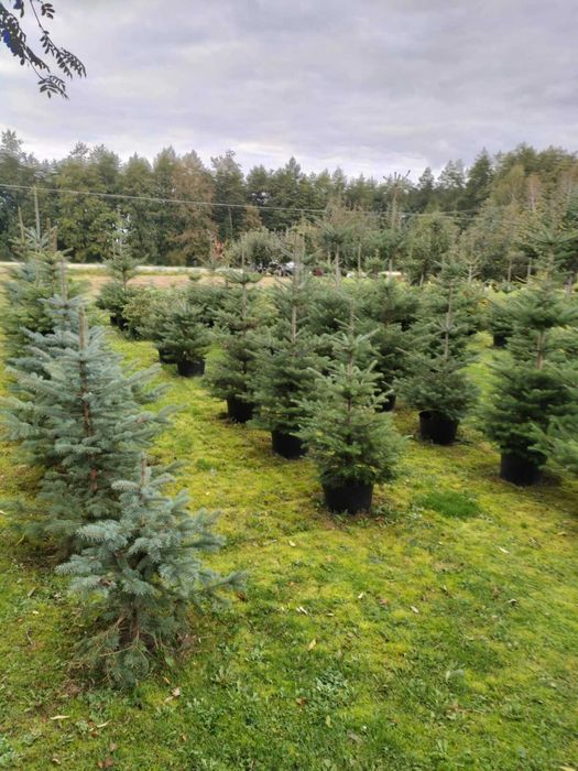Świerki/jodły koreańskie w donicach