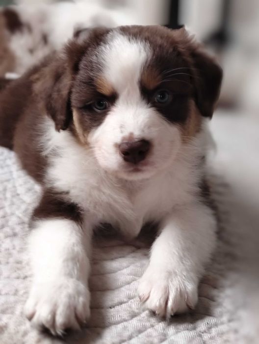 Owczarek australijski Red tri (typ amerykański) ZKwP/FCI