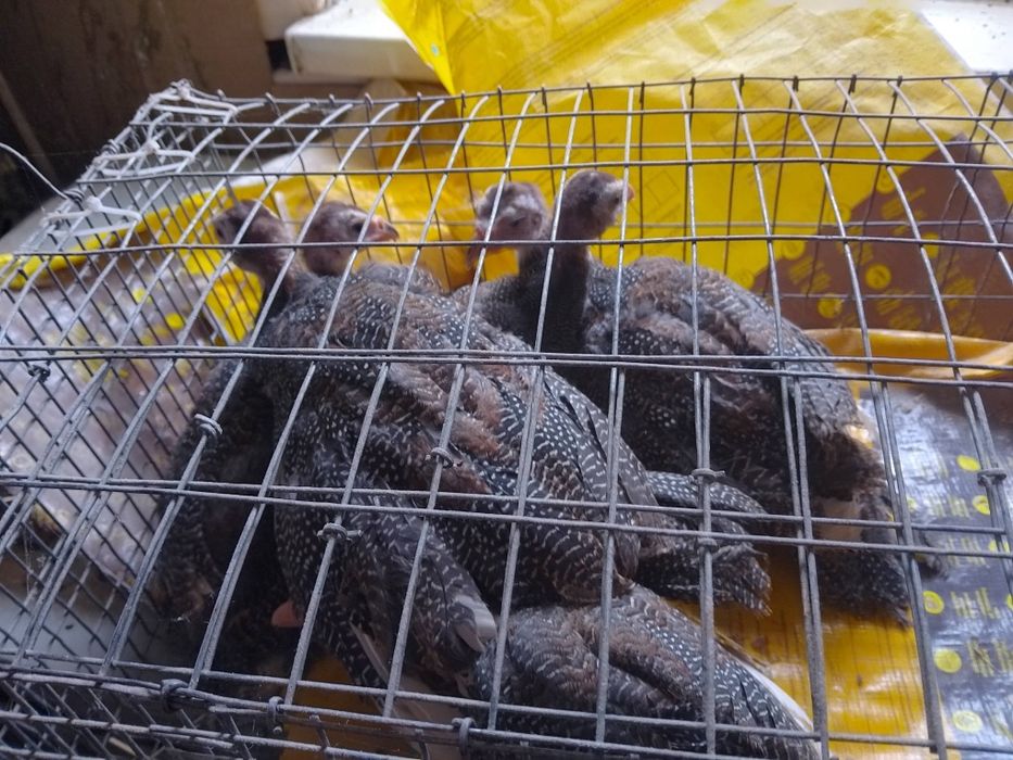 В наявності є Цесарята 2 місяців та 2,5 місяців.