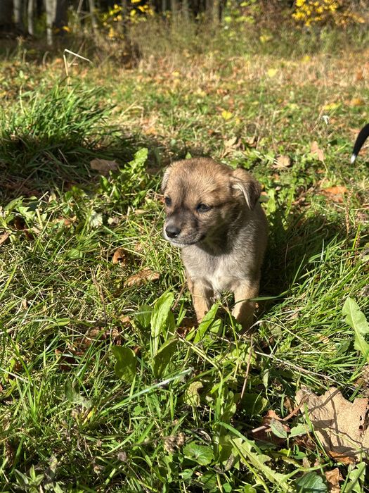 Песики шукають сімʼю БЕЗКОШТОВНО