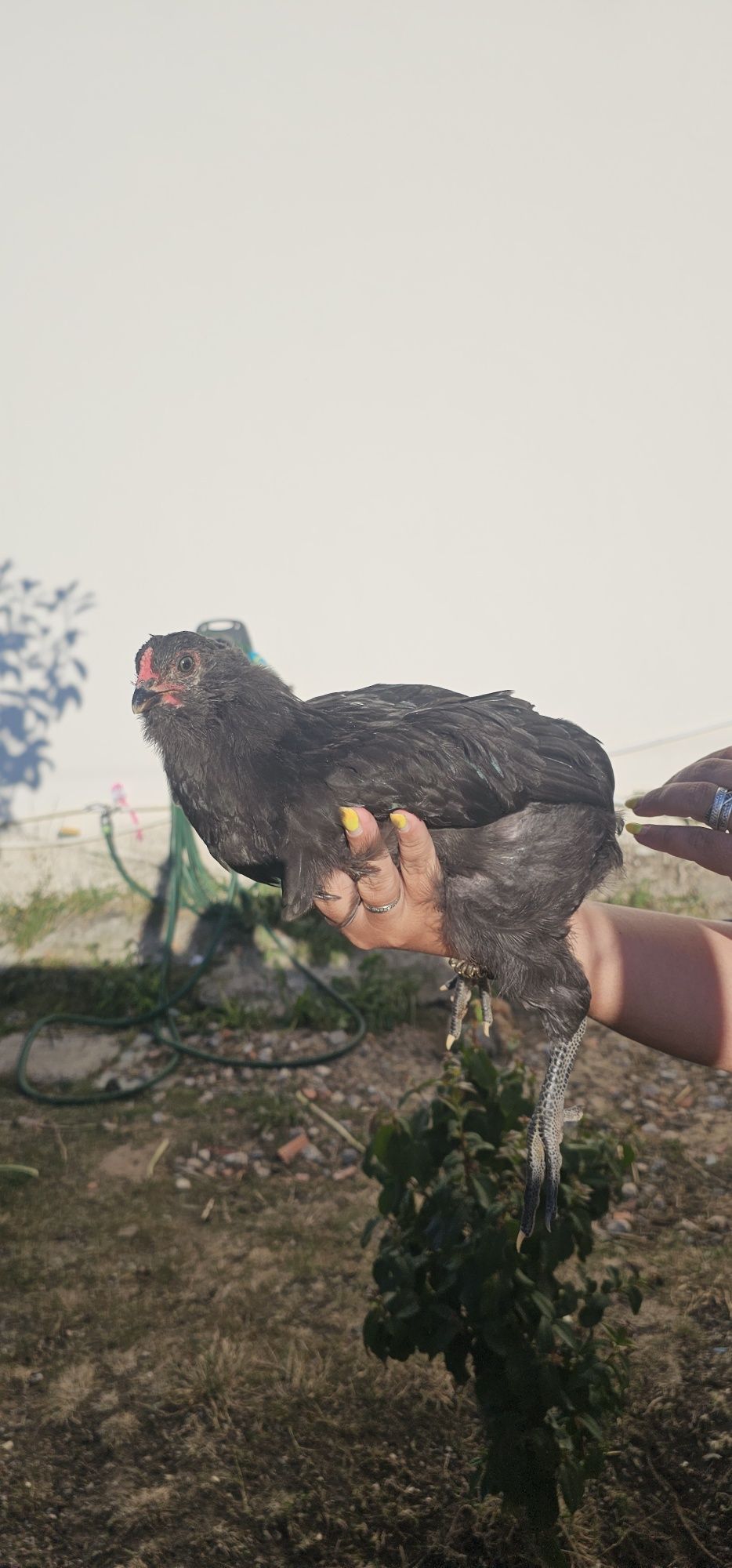 Galo Araucana jovem