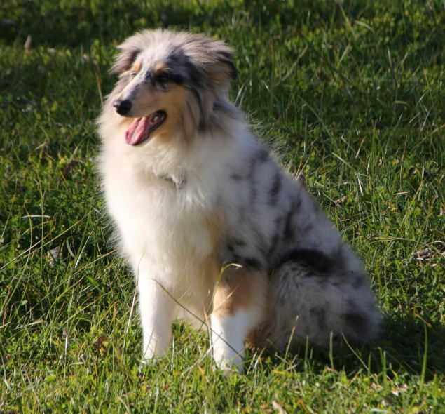 Rough Collie Lassie-para entrega imediata
