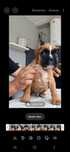Boxer macho (afixo casa do Niko)