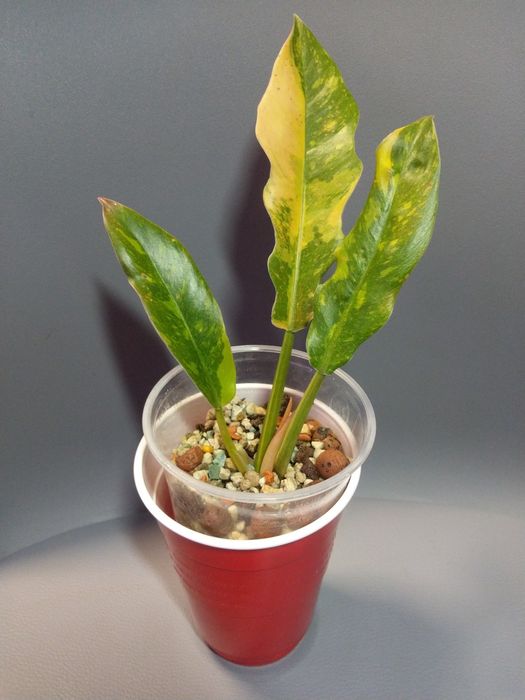 Philodendron Ring Of Fire