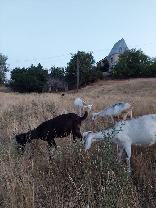 срочно дойные козы