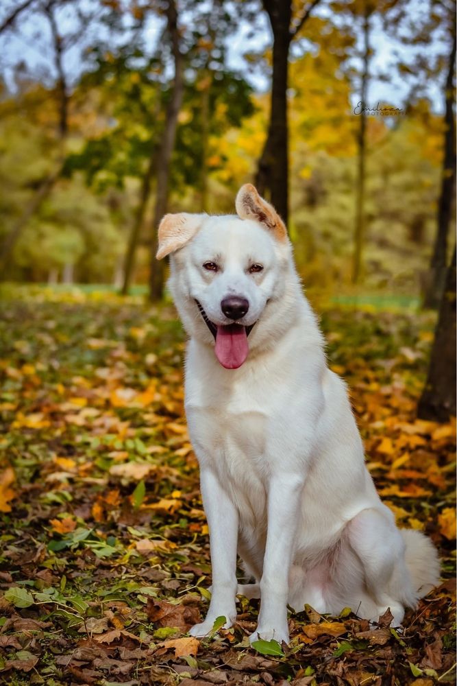Piękny kremowy duży pies do adopcji
