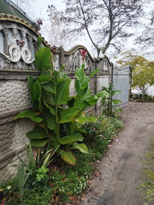 Продам клубни Канны красная