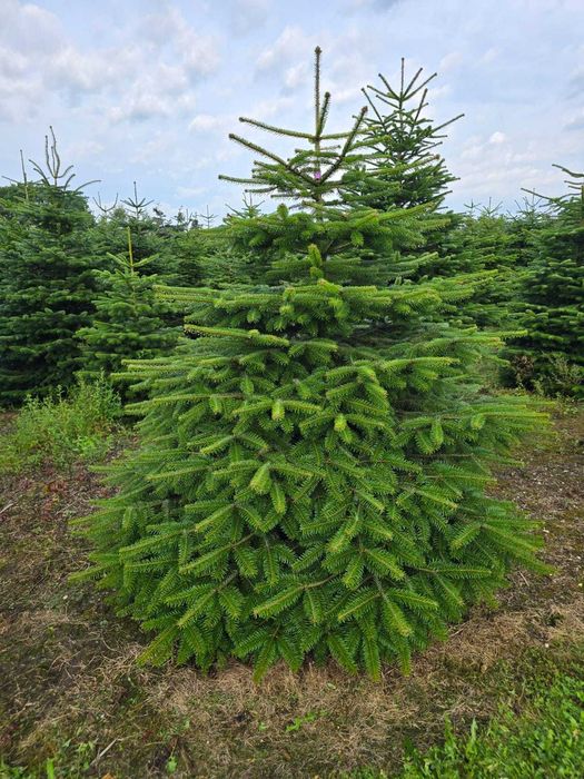 Jodła kaukaska cięta 1. KLASA 200-250cm