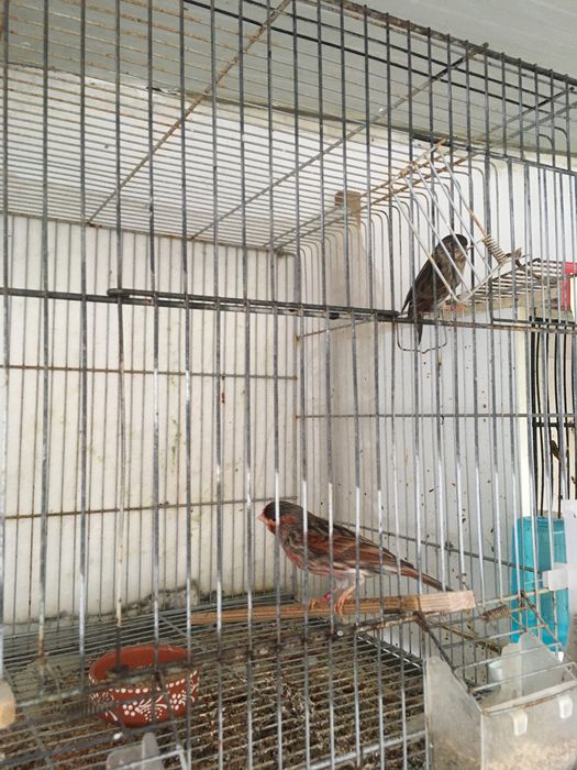 Canarios castanhos vermelho mosaicos