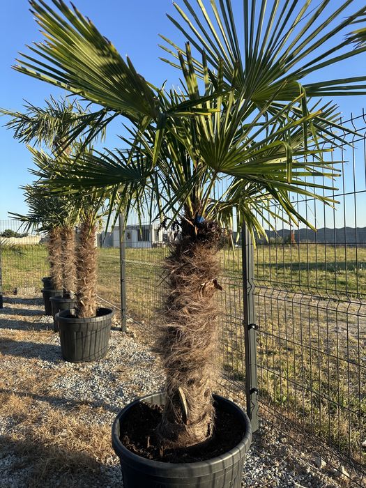 Palma mrozoodporna Trachycarpus Fortunei wys. 210 do 360cm -13’C