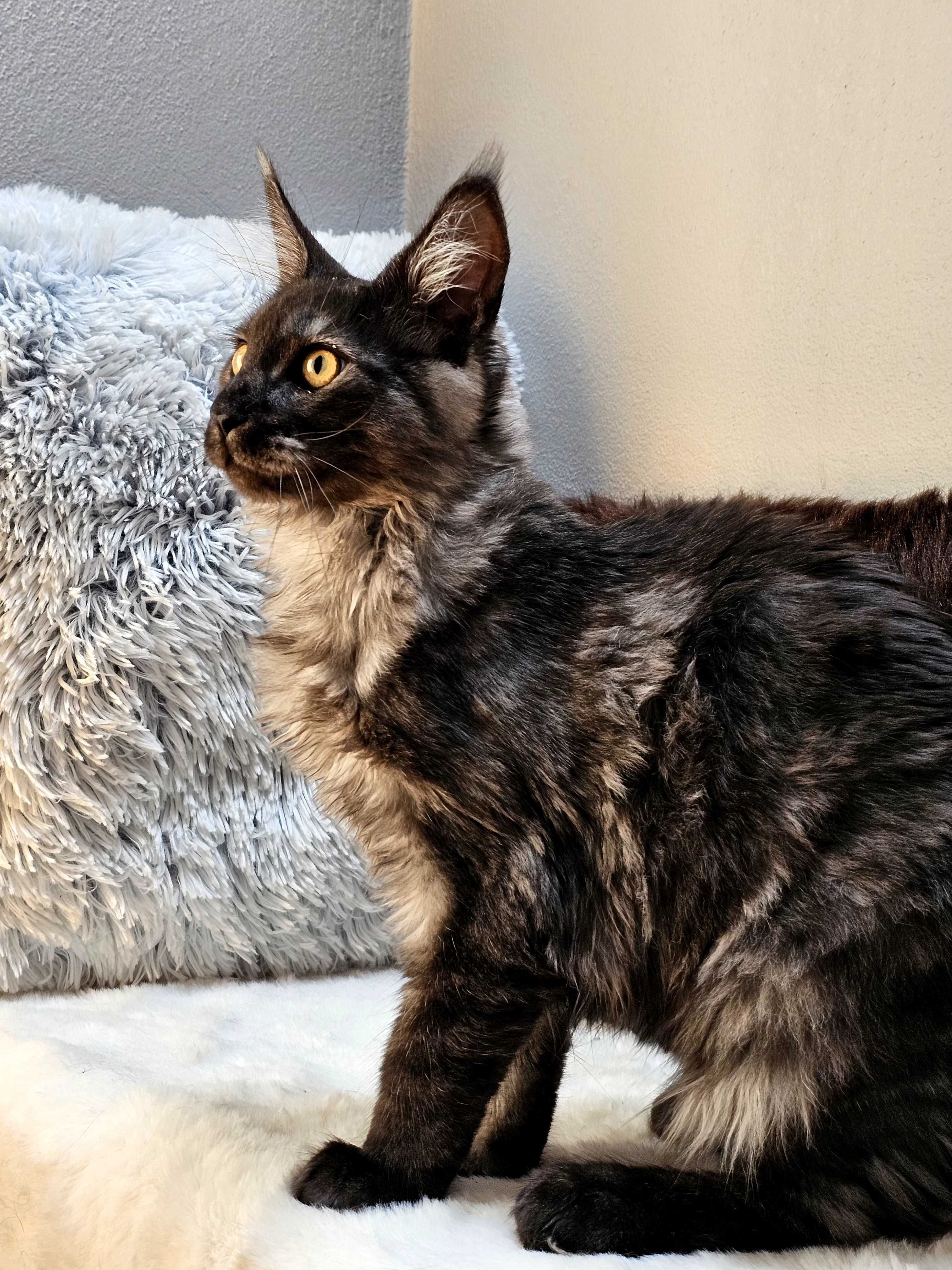 Kotka rasy Maine Coon - rodowód FPL