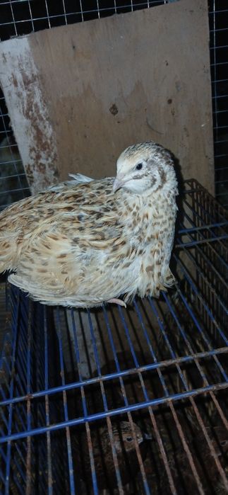 Dorosła przepiórka