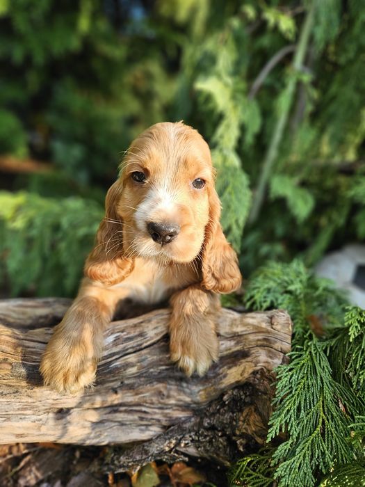 Cocker spaniel angielski