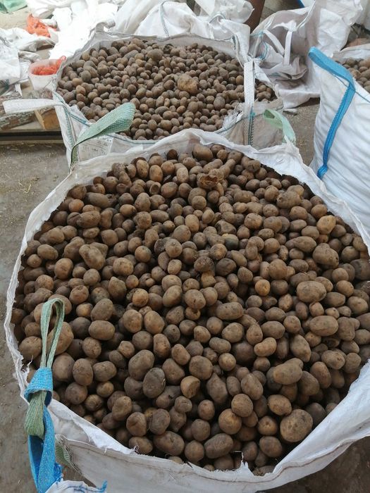 Ziemniaki wielkości sadzeniaka: Denar i Marabel. Cena 2,00zł/kg