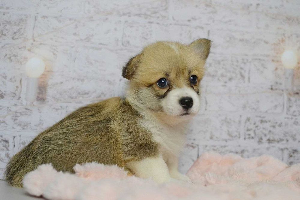Welsh Corgi Pembroke - sunia