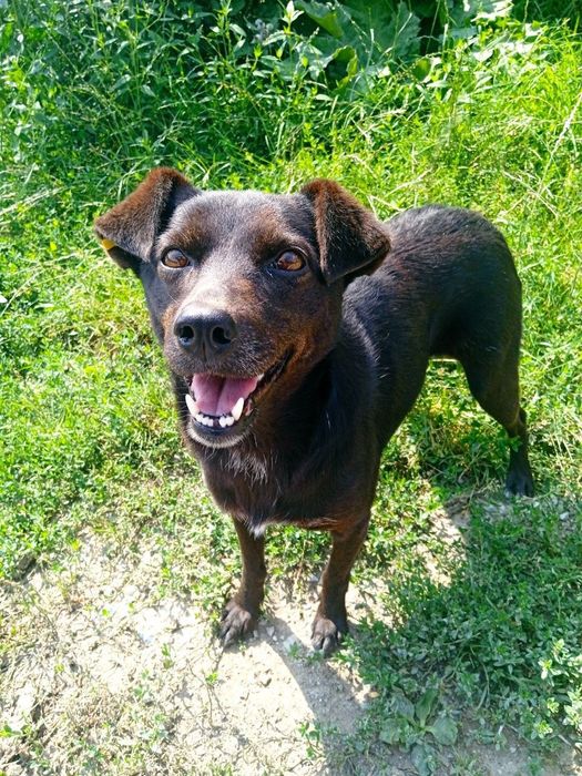 Собака собачка безкоштовно