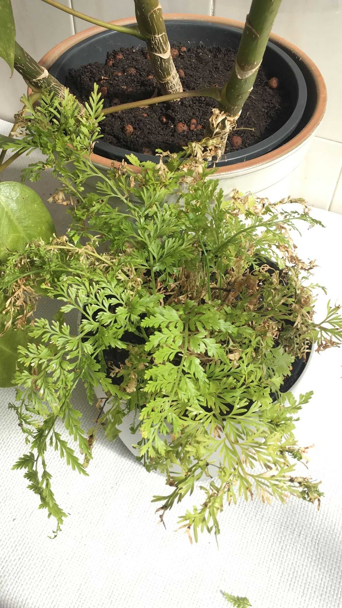 conjunto de 2 plantas e acessórios