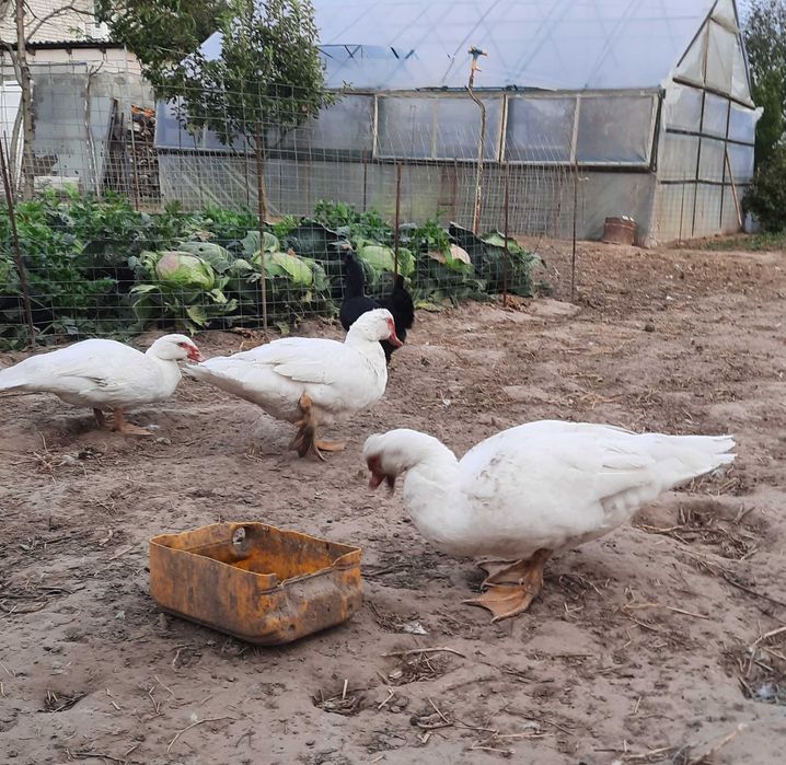 Качки мускусні. Утки.