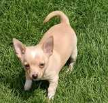 Chihuahua pieski