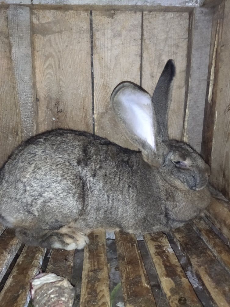 Продам кролів бельгійський велетень фландр