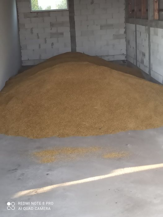 Sprzedam owies nie pryskany