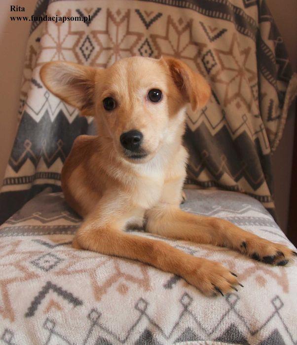 Rita, szczeniaczek szuka domku