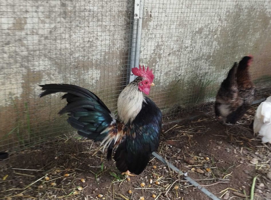 seramas mini galinha