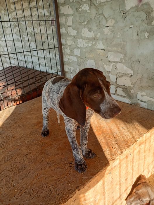 Suczka Wyżeł niemiecki krótkowłosy