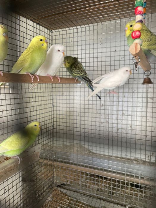 Periquitos lutinos, albinos, hagoromo