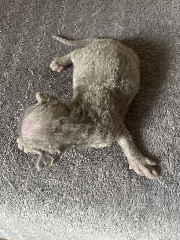 Kotek białydevon rex FPLdws kolory oczu