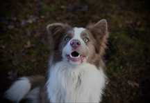 Border collie reproduktor