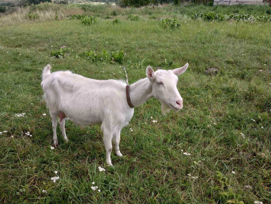 коза зааненської породи . вік - 3 роки