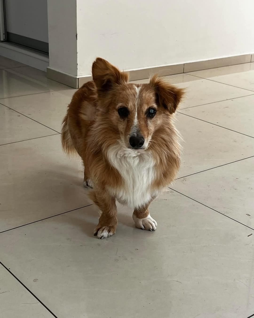 Piesek do Adopcji