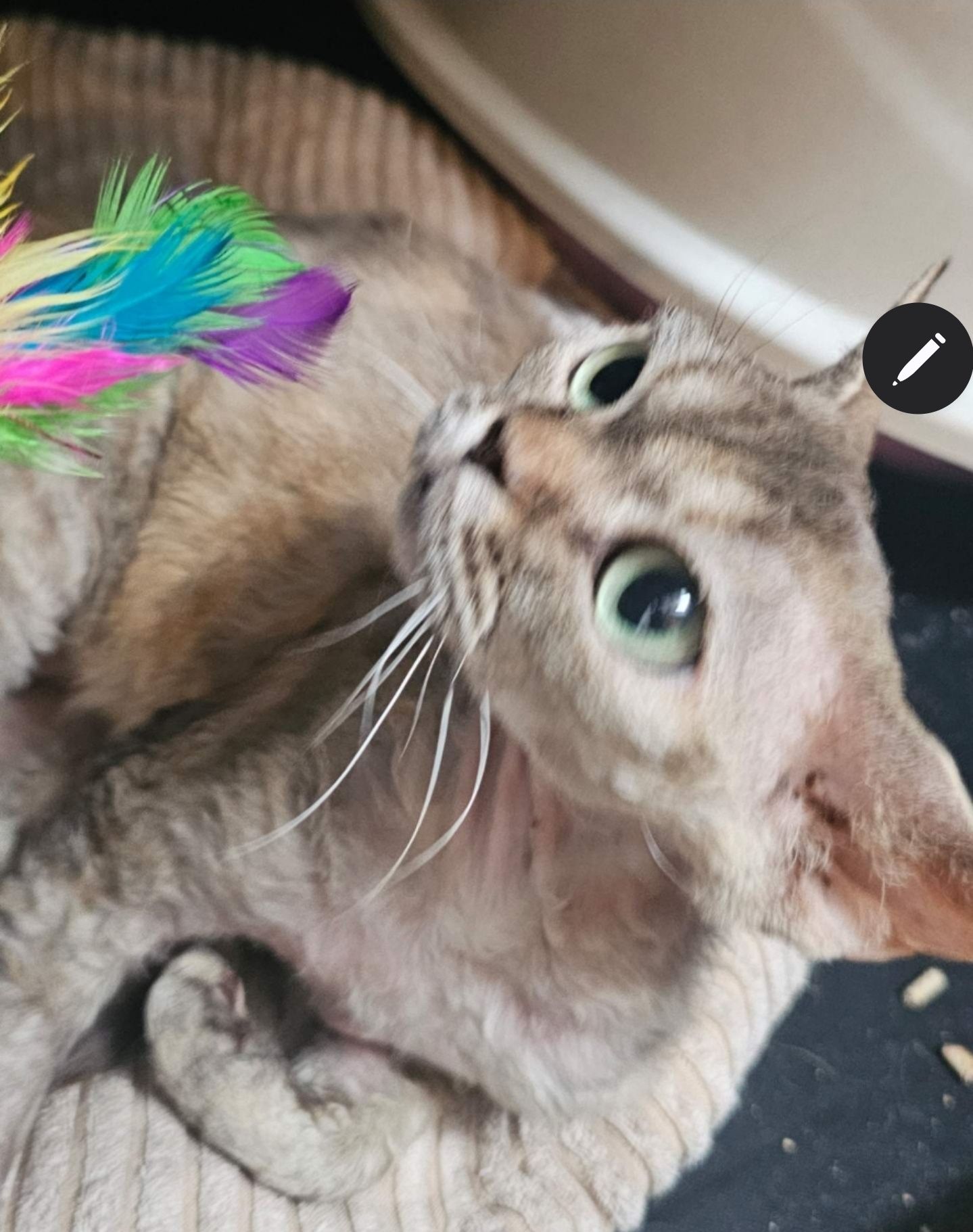 Kotka devon rex dorosla piękna duże oczy