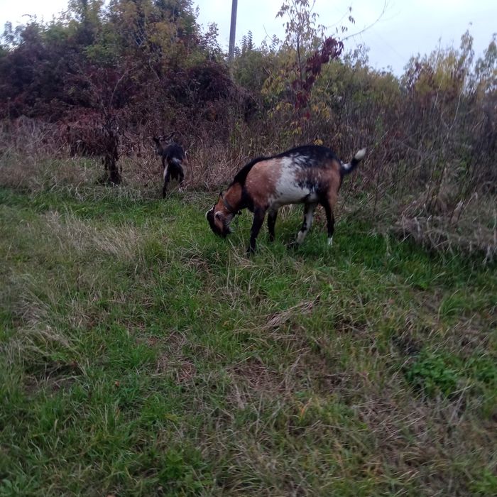Продам або обміняю стадо кіз
