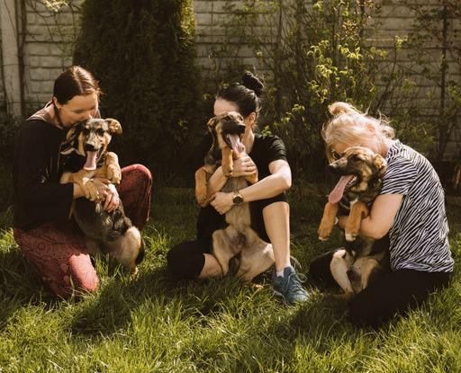 Młode, aktywne pieski do adopcji.