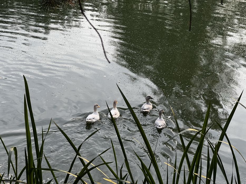 Sprzedam kaczki call duck