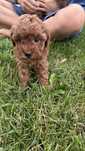 Pudel red brown toy