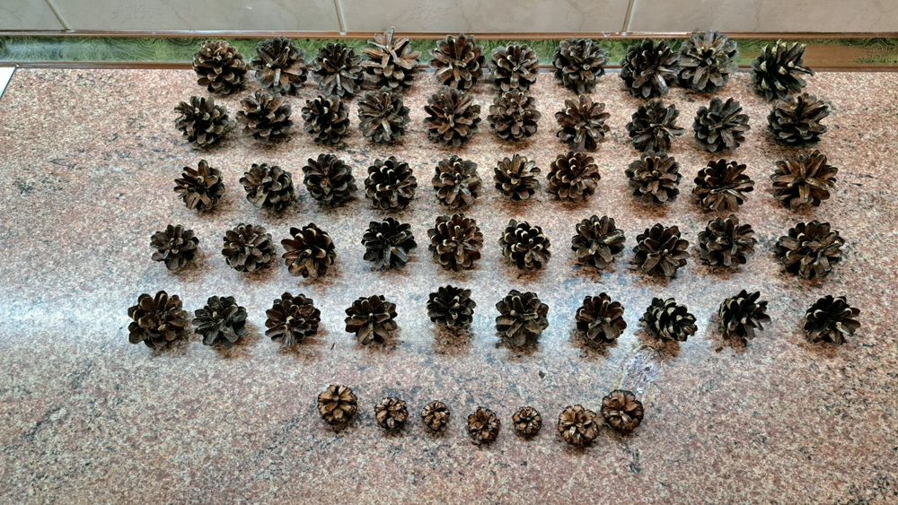 Шишки  Шишки сосни