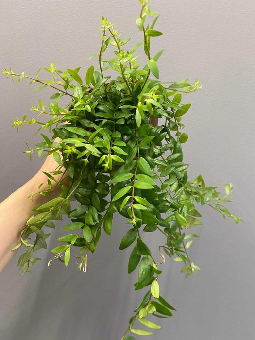 Aeschynanthus Japhrolepis 12 cm Doniczka